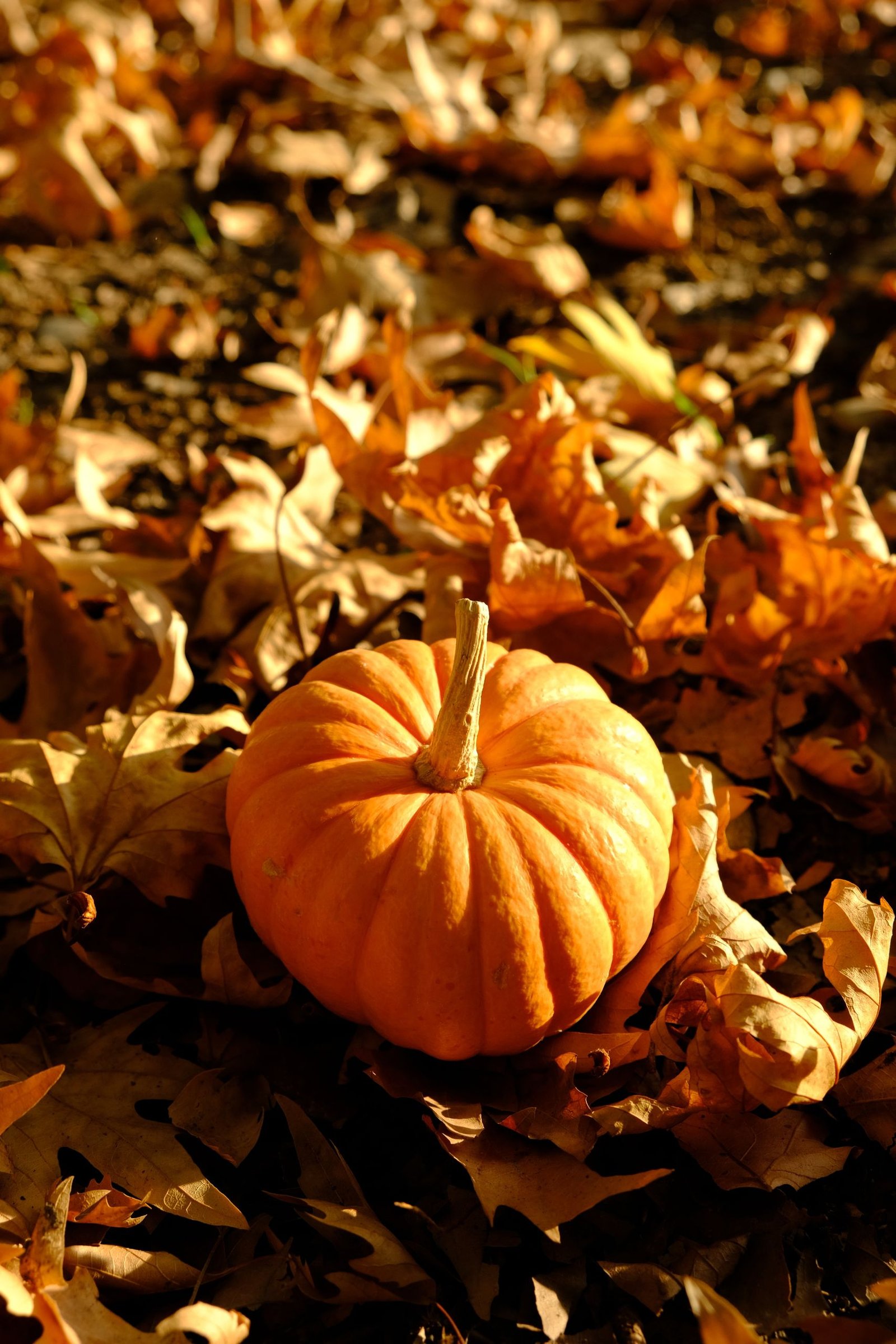 15 Happy October Quotes to Start the Month With Joy