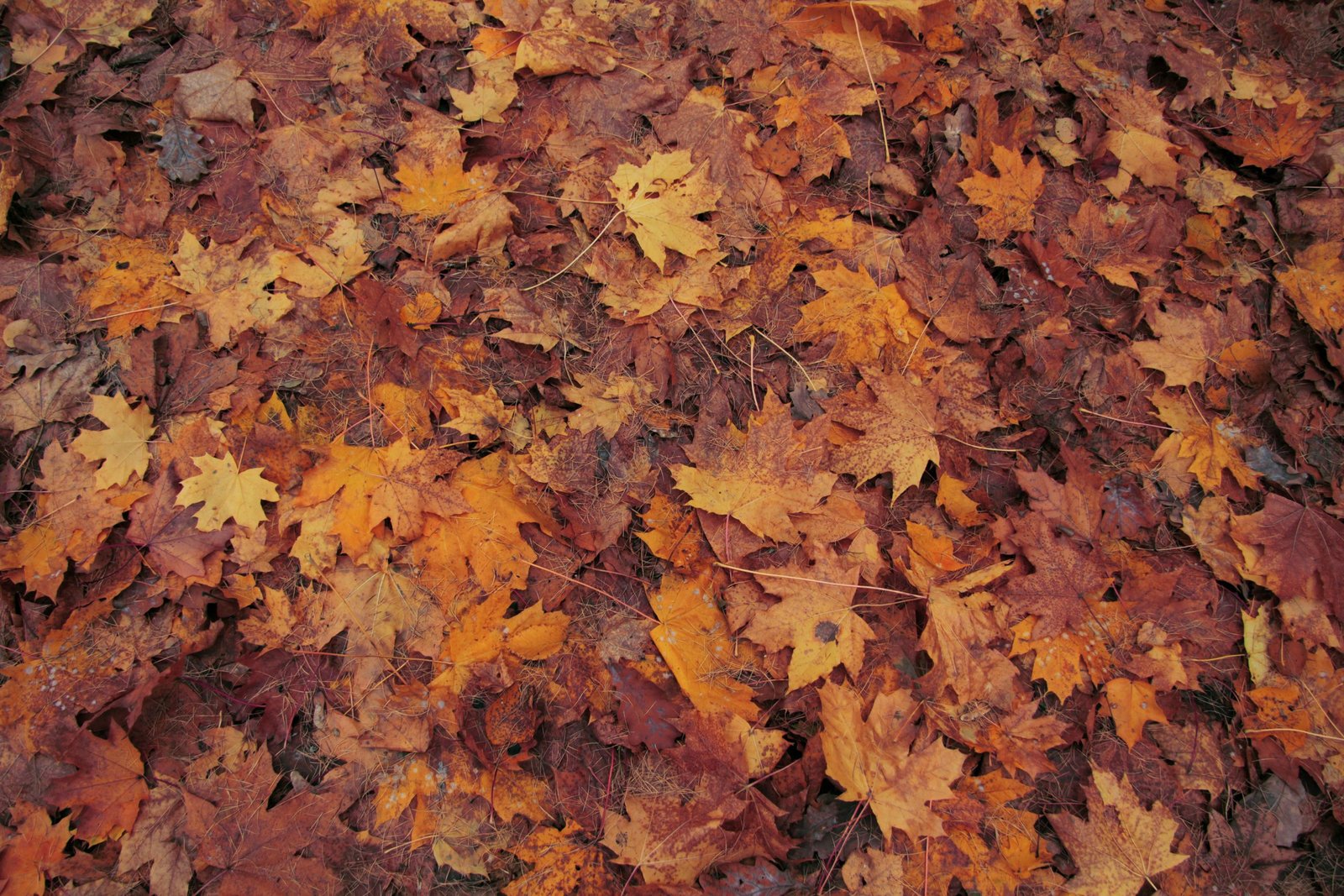 15 Welcome October Images With Beautiful Quotes