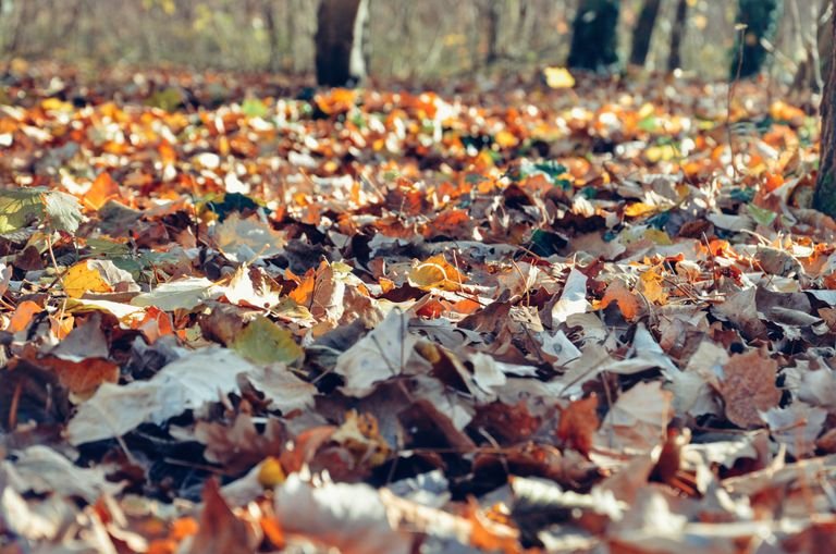 20 Fall Good Morning Quotes to Share This October